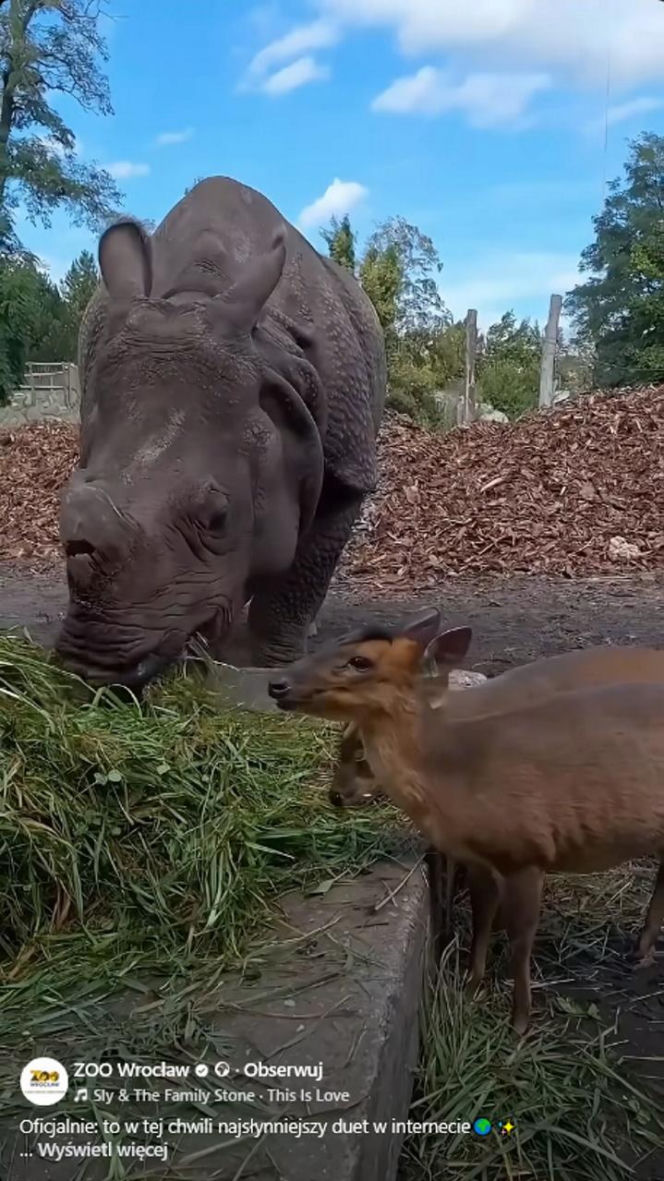 Kolejne nagranie z nosorożcem i mundżakiem z Zoo Wrocław. O zwierzętach poinformowały media z całego świata