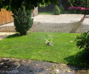Pielegnacja trawnika