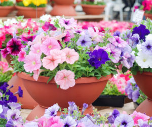 Petunia