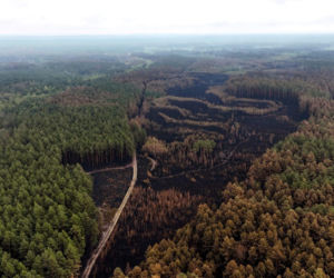 Pożar w Puszczy Solskiej