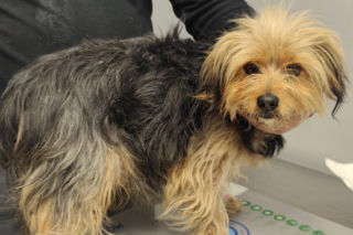 Tofinka odnaleziona po 3 miesiącach. Sunia uciekła z Krakowa, dotarła aż do Rybnika