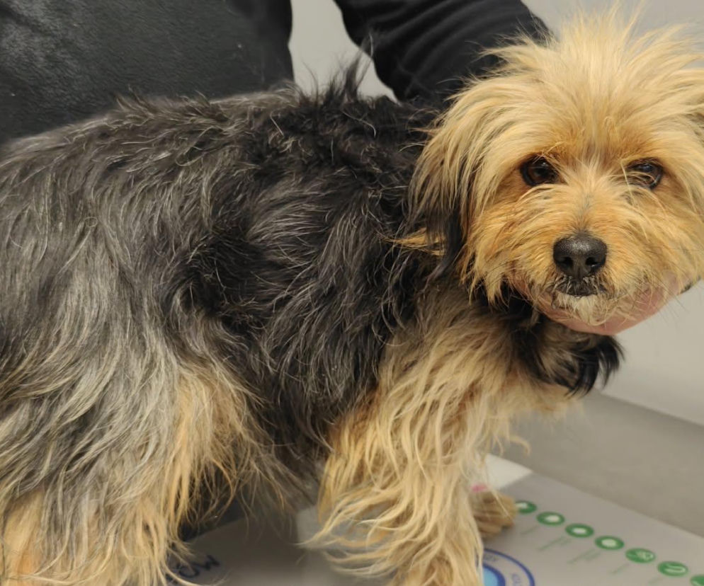 Tofinka odnaleziona po 3 miesiącach. Sunia uciekła z Krakowa, dotarła aż do Rybnika