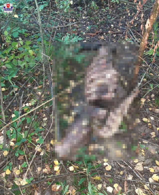 Kłusownik z powiatu tomaszowskiego wpadł w fotopułapkę