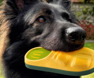 Tego jeszcze nie było. W McDonald’s wprowadzili ofertę dla psów „Happy Doggy”