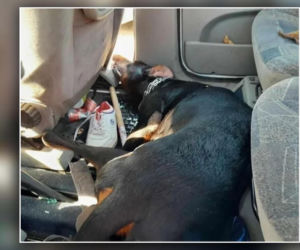 Doberman nie przeżył koszmaru w nagrzanym aucie. Sprawiedliwości stało się zadość