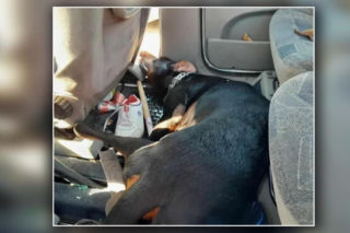 Doberman nie przeżył koszmaru w nagrzanym aucie. Jego właściciel idzie do więzienia!