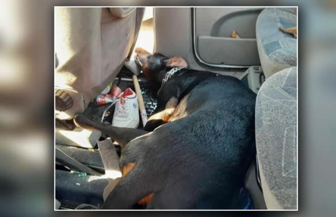 Doberman nie przeżył koszmaru w nagrzanym aucie. Jego właściciel idzie do więzienia!