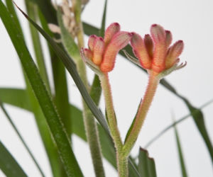 Anigozanthos