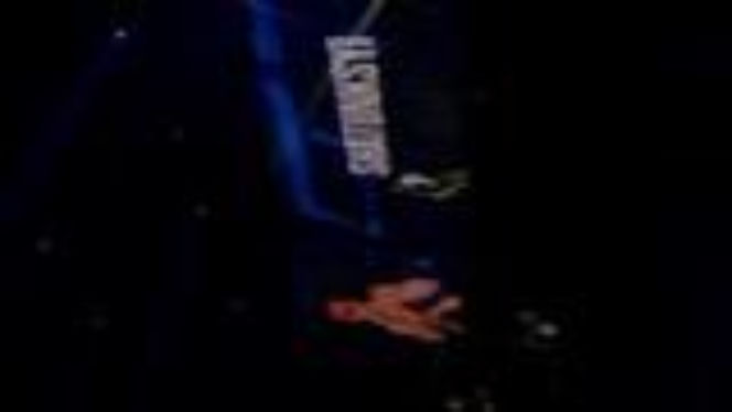 King's Arena2. Klatka i Lwy