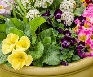 Jakie kwiaty na balkon w marcu? Poznaj zimnoodporne rośliny!