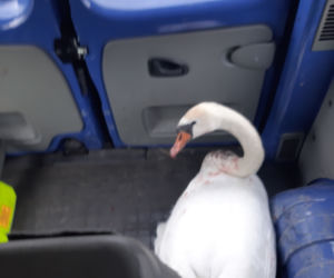 Łabędź pomylił kałużę z rzeką. Na pomoc ruszyli szczecińscy strażnicy miejscy