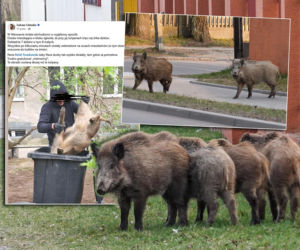 W Warszawie uśmiercono stado dzików. W sieci burza. Ratusz tłumaczy: Innego wyjścia nie było