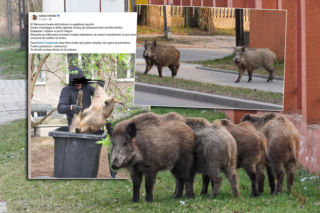 W Warszawie uśmiercono stado dzików. W sieci burza. Ratusz tłumaczy: Innego wyjścia nie było