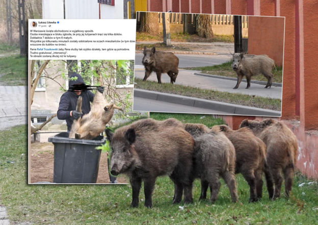 Makabryczne sceny na ulicach Warszawy. Dziki uśmiercano na oczach spacerujących dzieci
