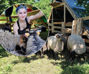 Bez maszyn spalin i hałasu! Do koszenia trawy w Krakowie zatrudnili... owce!