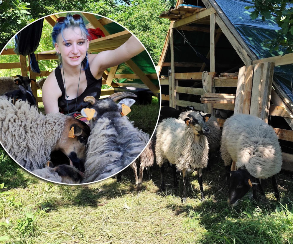 Zamiast głośnych kosiarek – stado owiec. Nowy pomysł mieszkańców