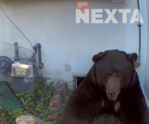 Odkrył, że żyje w jednym domu z niedźwiedziem! Zapowiada pozew