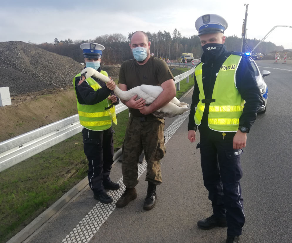 Policjanci uratowali łabędzia