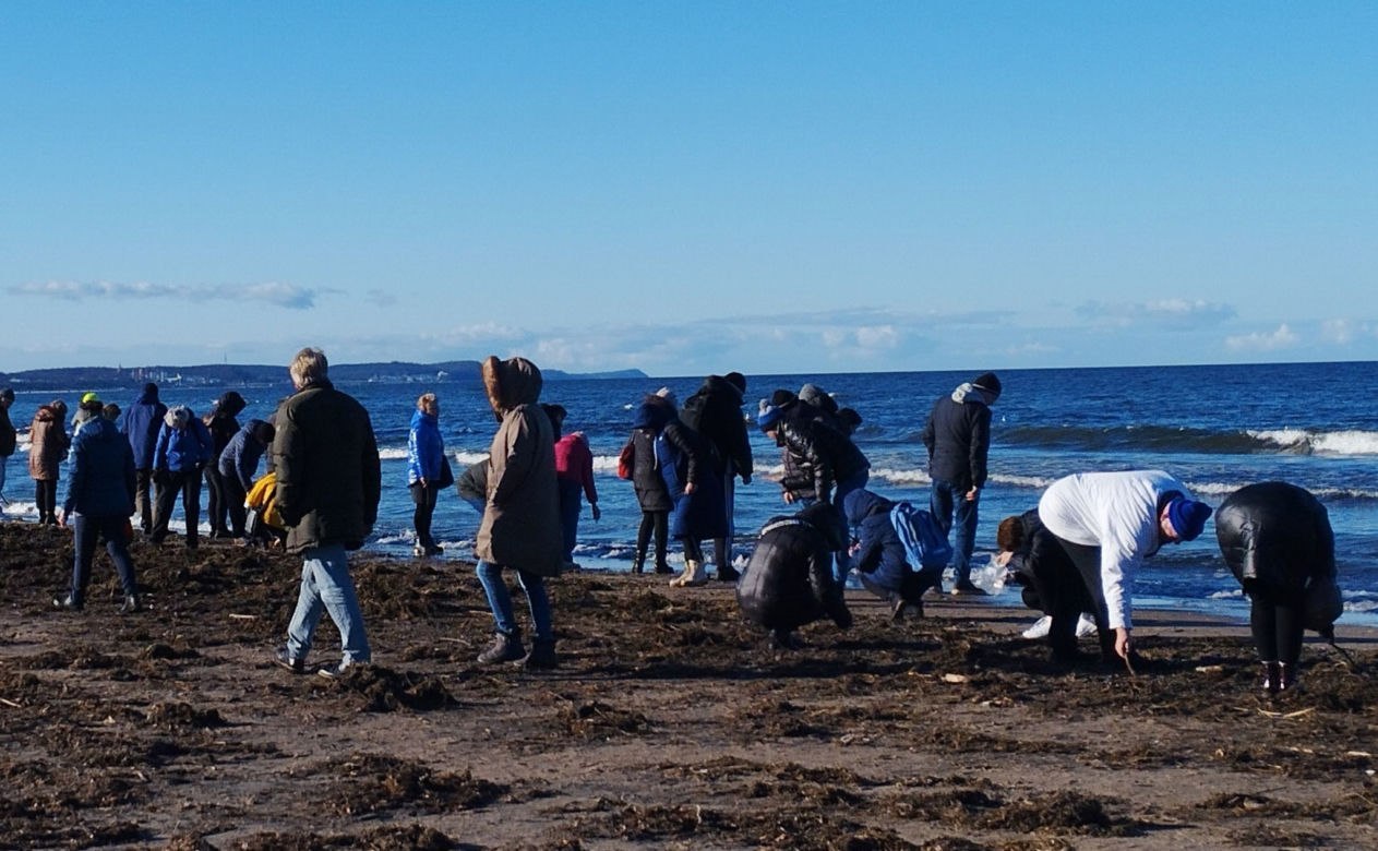 Poszukiwacze bursztynu na świnoujskiej plaży