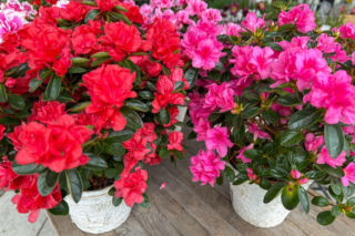 Chcesz, by azalia doniczkowa kwitła w domu przez długie miesiące? Poznaj zasady jej pielęgnacji