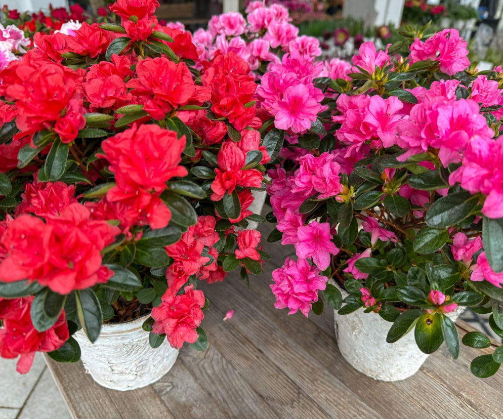 Azalia doniczkowa: Jak pielęgnować, by kwitła przez lata?