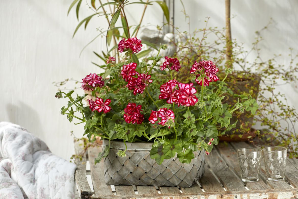 Pelargonie