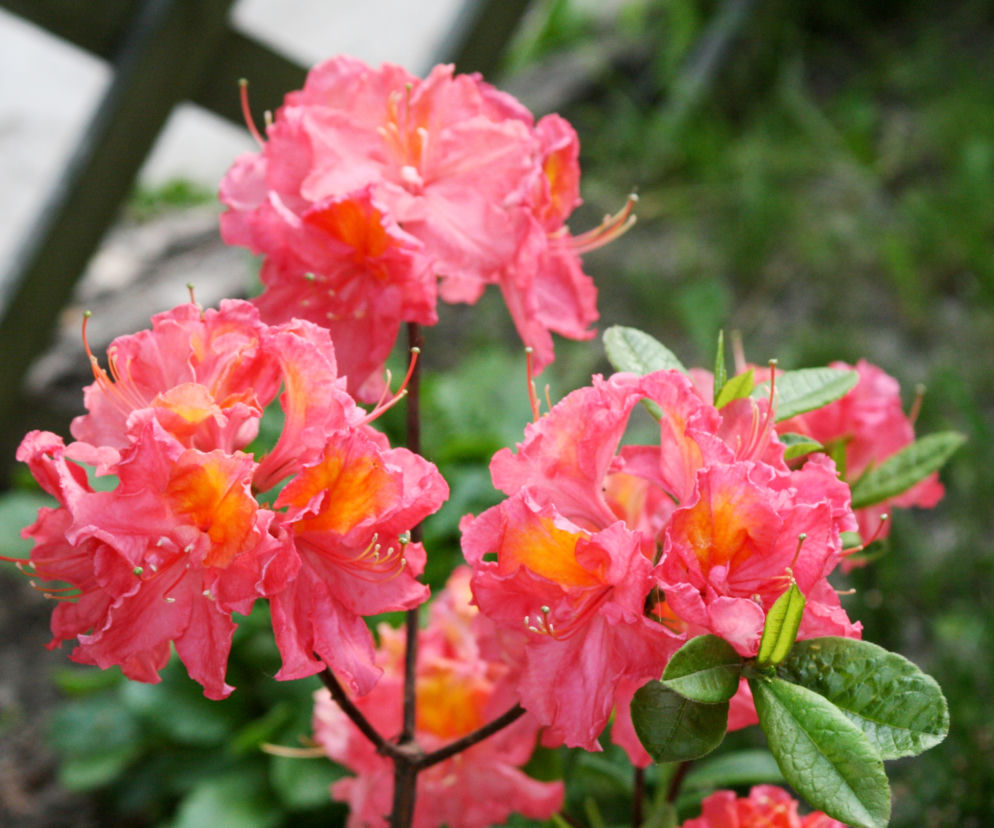 Azalia wielkokwiatowa 'Juanita'