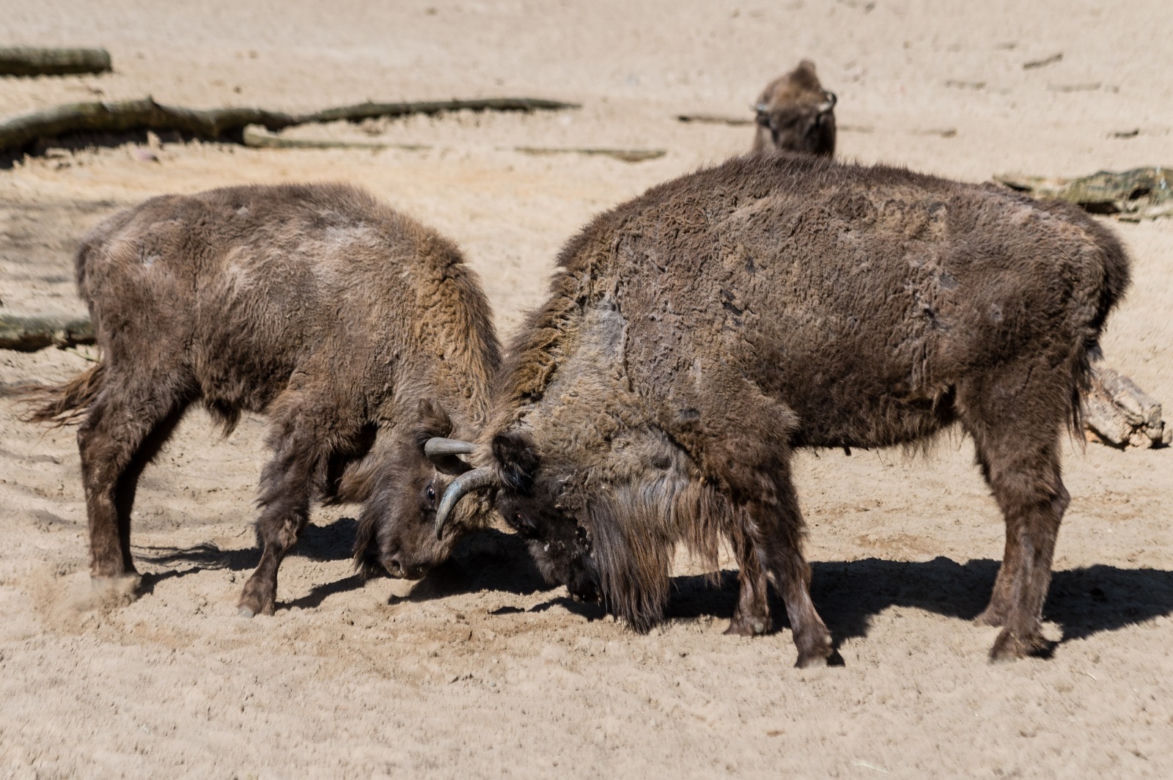 Koronawirus w Trójmieście. Zwierzęta z zoo tęsknią za ludźmi