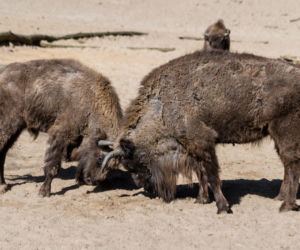 Koronawirus w Trójmieście. Zwierzęta z zoo tęsknią za ludźmi