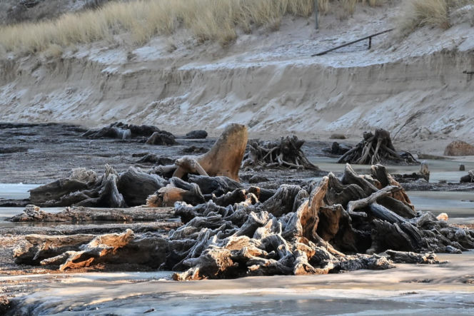 Bałtyk odsłonił las sprzed tysięcy lat