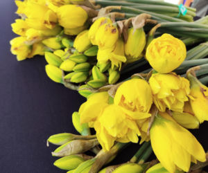 ESKA Lublin rozdawała żonkile na wiosnę