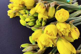 ESKA Lublin rozdawała żonkile na wiosnę