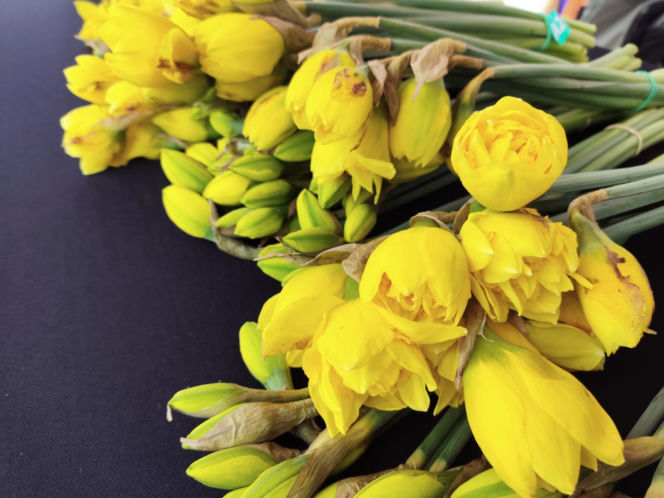 ESKA Lublin rozdawała żonkile na wiosnę