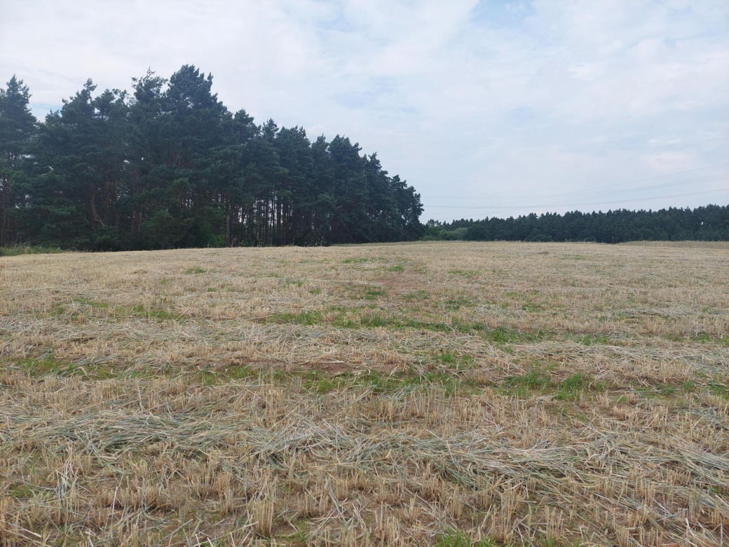 Akcja na polu, gdzie znaleziono Wampirkę z Pnia. Młodzi chodzili z detektorami, niedługo wracają tam archeolodzy