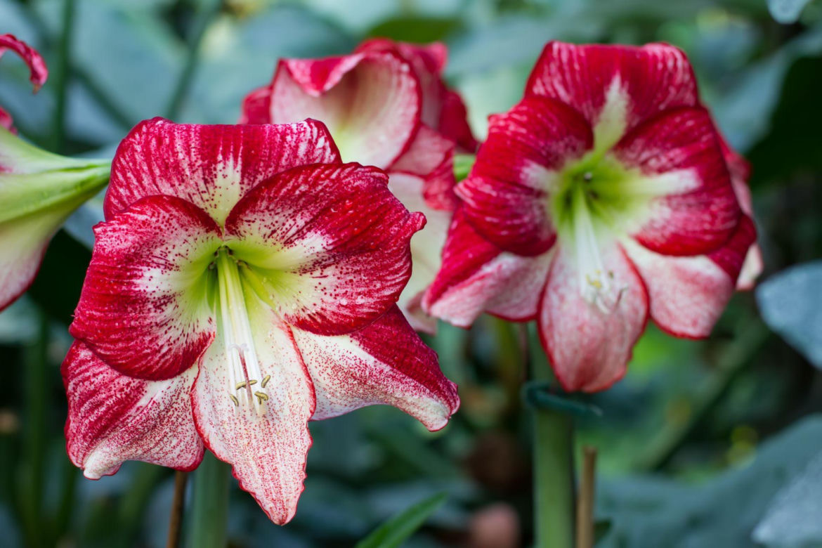 Kwiat hippeastrum