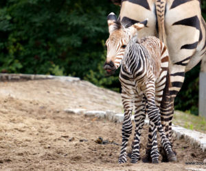 Zebra