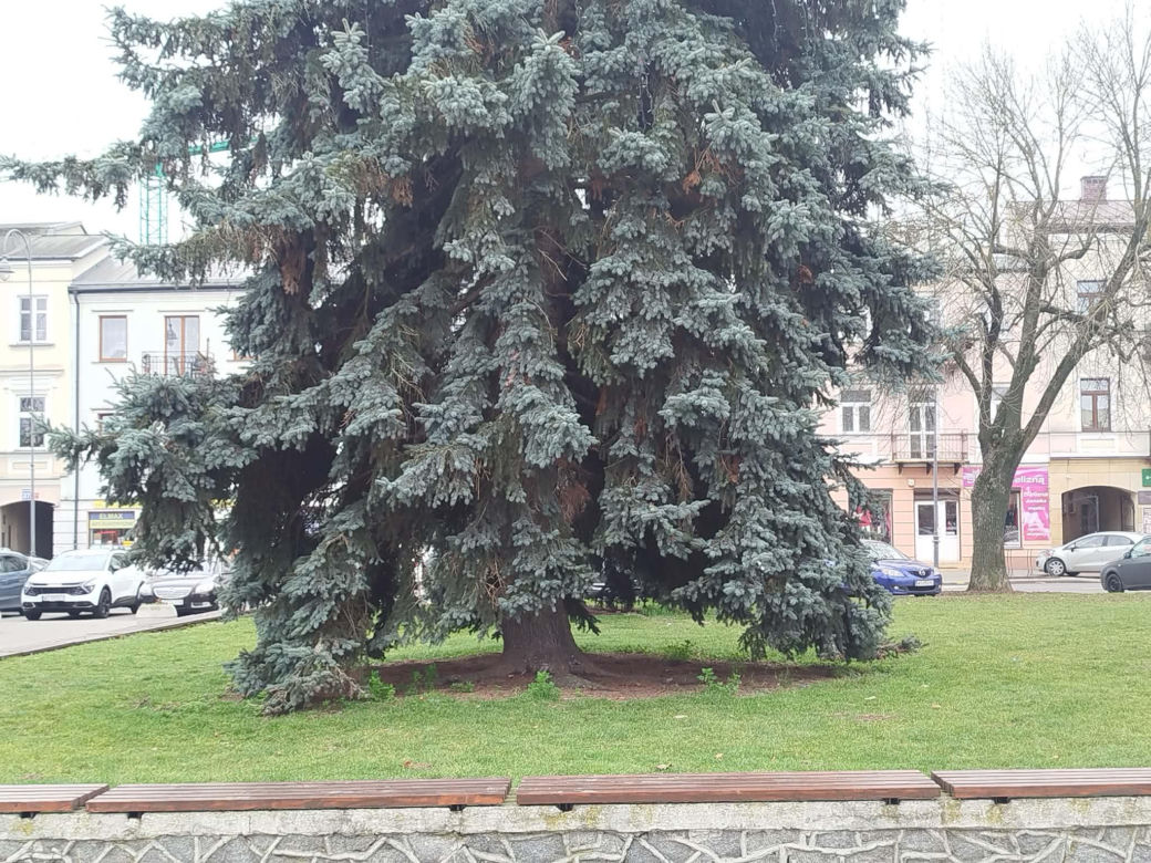 Choinka miejska Siedlce