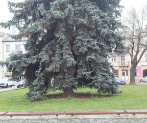 Choinka miejska Siedlce