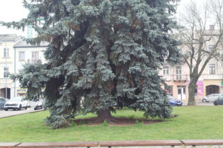 Choinka miejska Siedlce