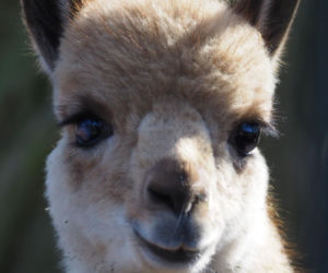 Młodziutki samczyk wikuni