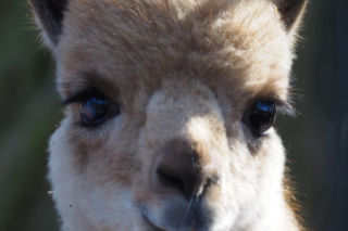 Młodziutki samczyk wikuni