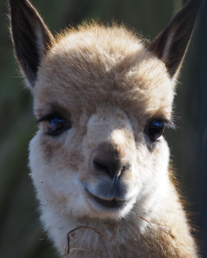 Młodziutki samczyk wikuni