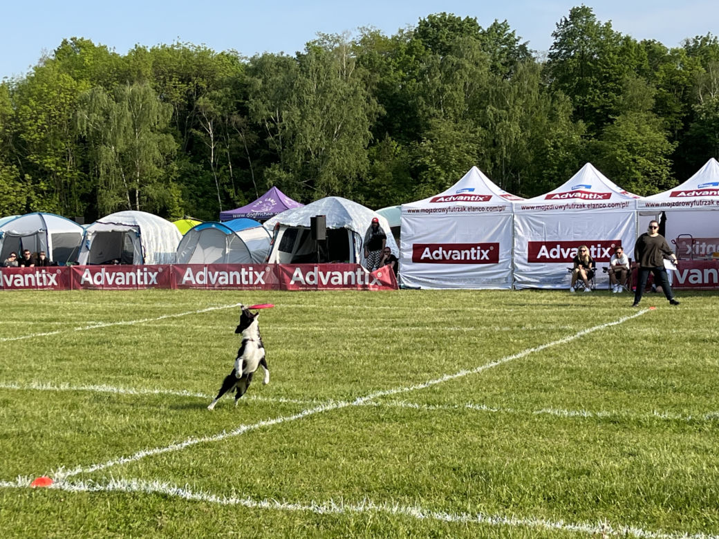 Latające psy w Poznaniu. Wyjątkowe wydarzenie na Cytadeli
