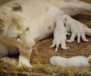 8 Białe lwy w Zoo Safari Borysew