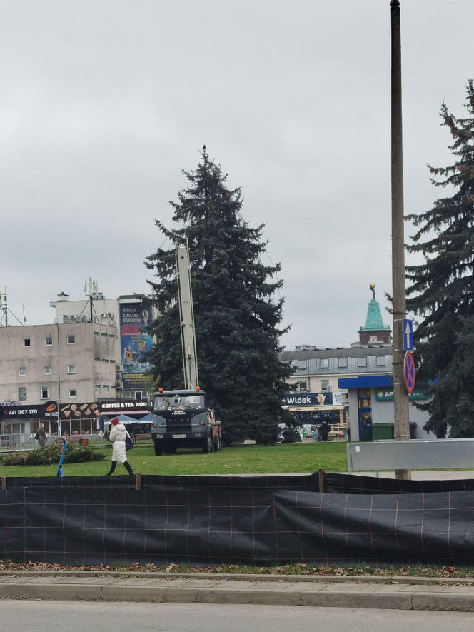 Choinka miejska Siedlce