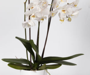 Phalaenopsis