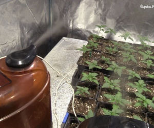  W pralni chemicznej, jak w serialu kryminalnym. Zamiast prania - plantacja