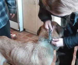 Koszmarna interwencja Animalsów w Krośnie