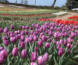 Tulipany na polach w Chrzypsku Wielkim