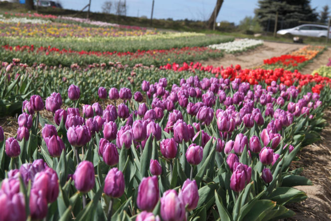 Tulipany na polach w Chrzypsku Wielkim